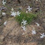 Dianthus arenarius Blad