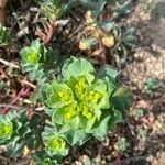 Euphorbia helioscopia Квітка