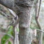 Photinia serratifolia چھال