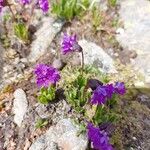 Primula glutinosa Blomst