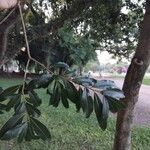 Cordia americana Leaf