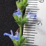 Salvia occidentalis अन्य