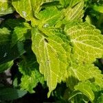 Plectranthus parviflorus Blad