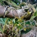 Epidendrum avicula