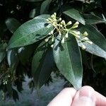 Nectandra angustifolia Квітка