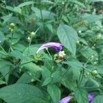 Strobilanthes attenuata Leaf