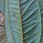 Miconia dolichorrhyncha Leaf