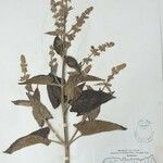 Salvia nubicola Diğer