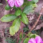 Catharanthus roseusFeuille