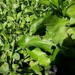 Limonium vulgare Blad