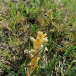 Orobanche caryophyllacea Blüte