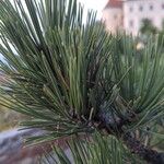 Pinus heldreichii List