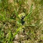 Scirpus atrovirens 花