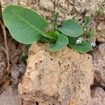 Salvia aegyptiaca Leaf