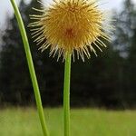 Cirsium erisithalesFlower