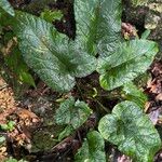 Dorstenia contrajerva Leaf