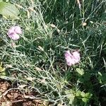 Dianthus plumarius Habit