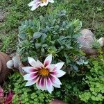 Gazania rigens var. uniflora x linearis Blodyn