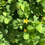 Oxalis fontana Leaf