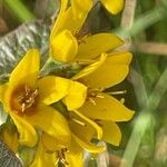 Lysimachia vulgaris 花