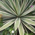 Agave vivipara Blad