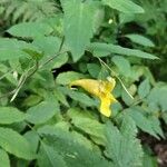 Impatiens noli-tangere Flower