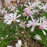 Magnolia stellata 整株植物