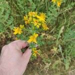 Hypericum perforatumFlower