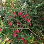 Crinodendron hookerianum Λουλούδι