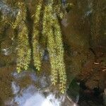 Utricularia intermedia Blatt