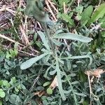 Centaurea ornata Leaf