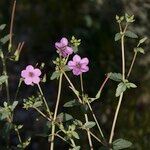 Erodium glaucophyllum ᱮᱴᱟᱜ