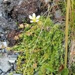 Saxifraga bryoides Plante entière