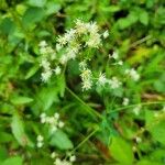 Thalictrum pubescensFlower