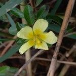 Ludwigia adscendens Flower