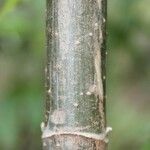 Montanoa hibiscifolia Coajă