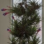 Tillandsia aeranthos 葉