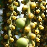 Caryota urens Fruto