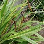 Phormium tenax Leaf