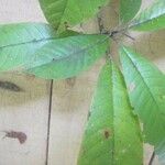 Isertia spiciformis Leaf