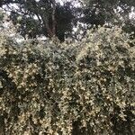 Quercus rotundifolia Plante entière