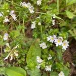 Euphrasia officinalisFlower