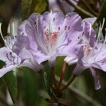 Rhododendron yunnanense Virág