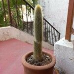Cleistocactus hyalacanthus Liść