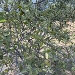 Diospyros texana ഇല