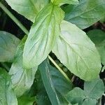 Epilobium tetragonum Лист