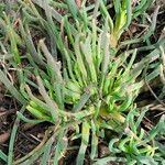 Conicosia pugioniformis Casca