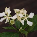Voacanga africana Blomma