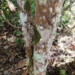 Zanthoxylum rhoifolium Bark