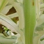 Nicotiana tomentosa Bark